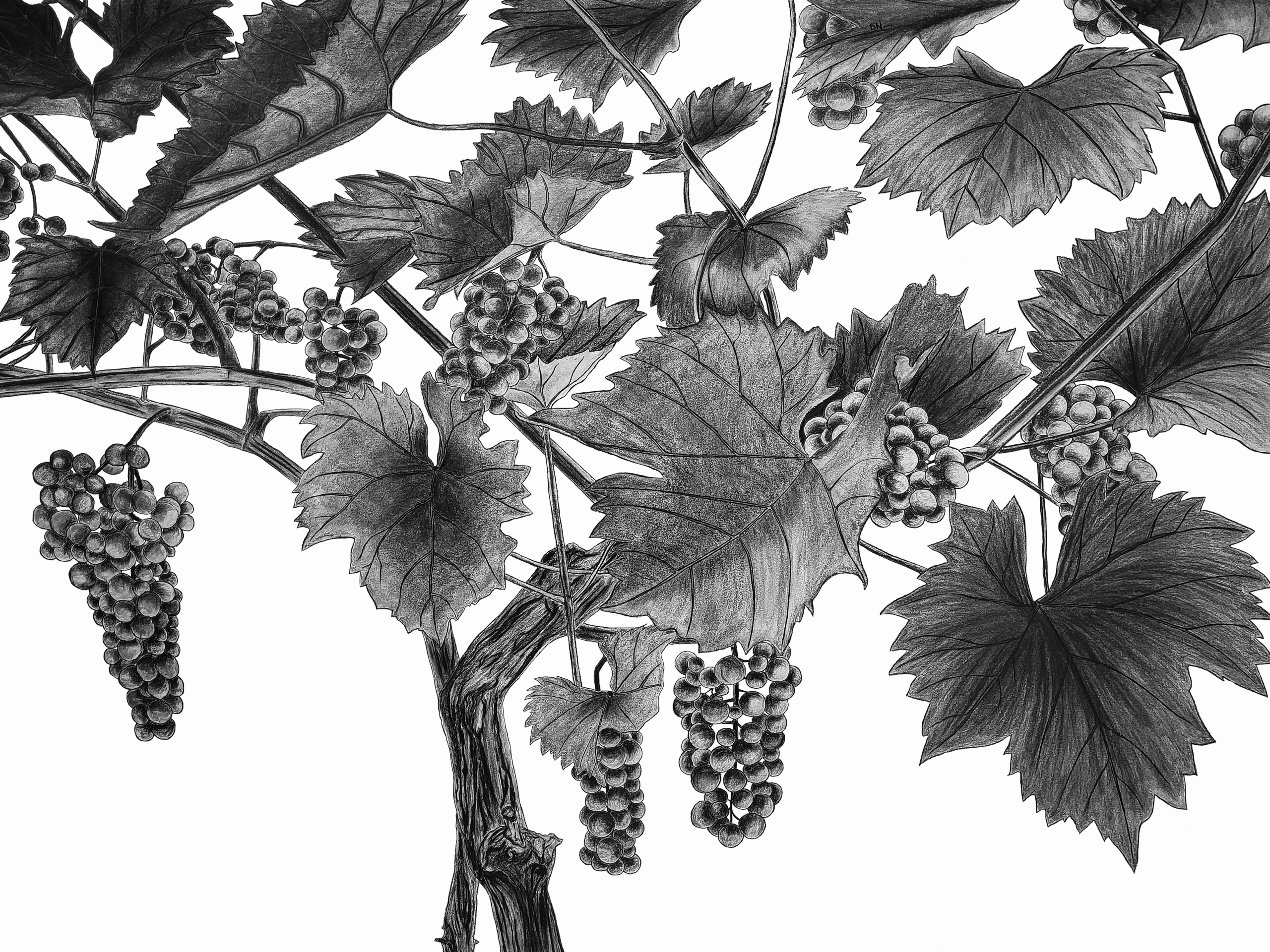 Figure 1. Grapevine Figure 1: Drawing of a grapevine